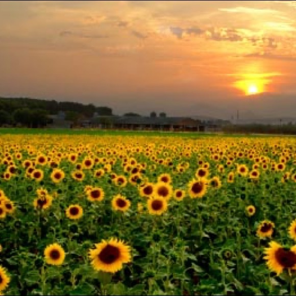 Meet your Posher, Caroline - Picture 1 of 1